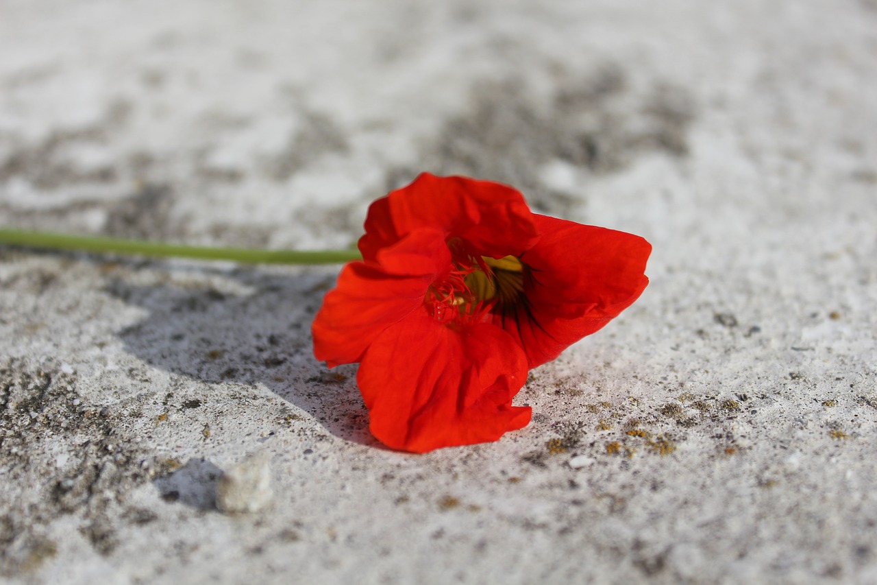 red flower red flower free photo