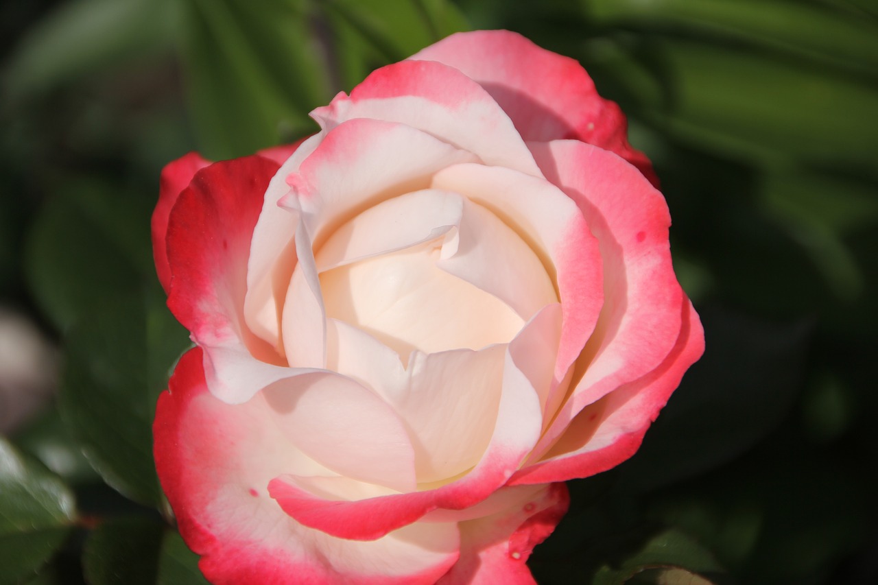 rose flower pink and white free photo