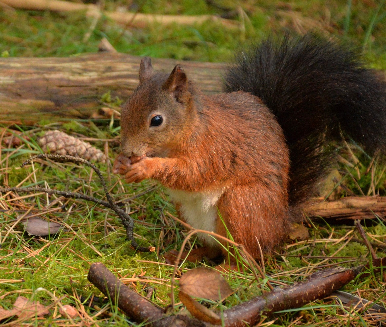 squirrel red formby free photo