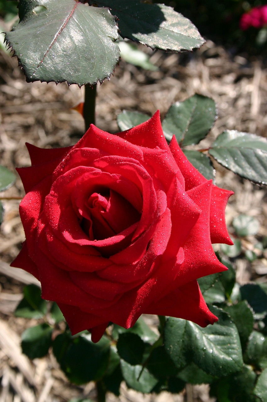 red rose flower free photo