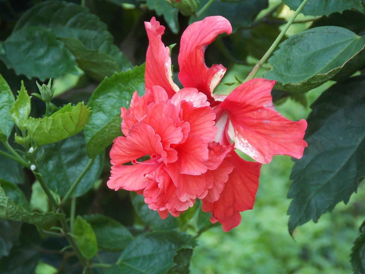 red hibiscus flower free photo