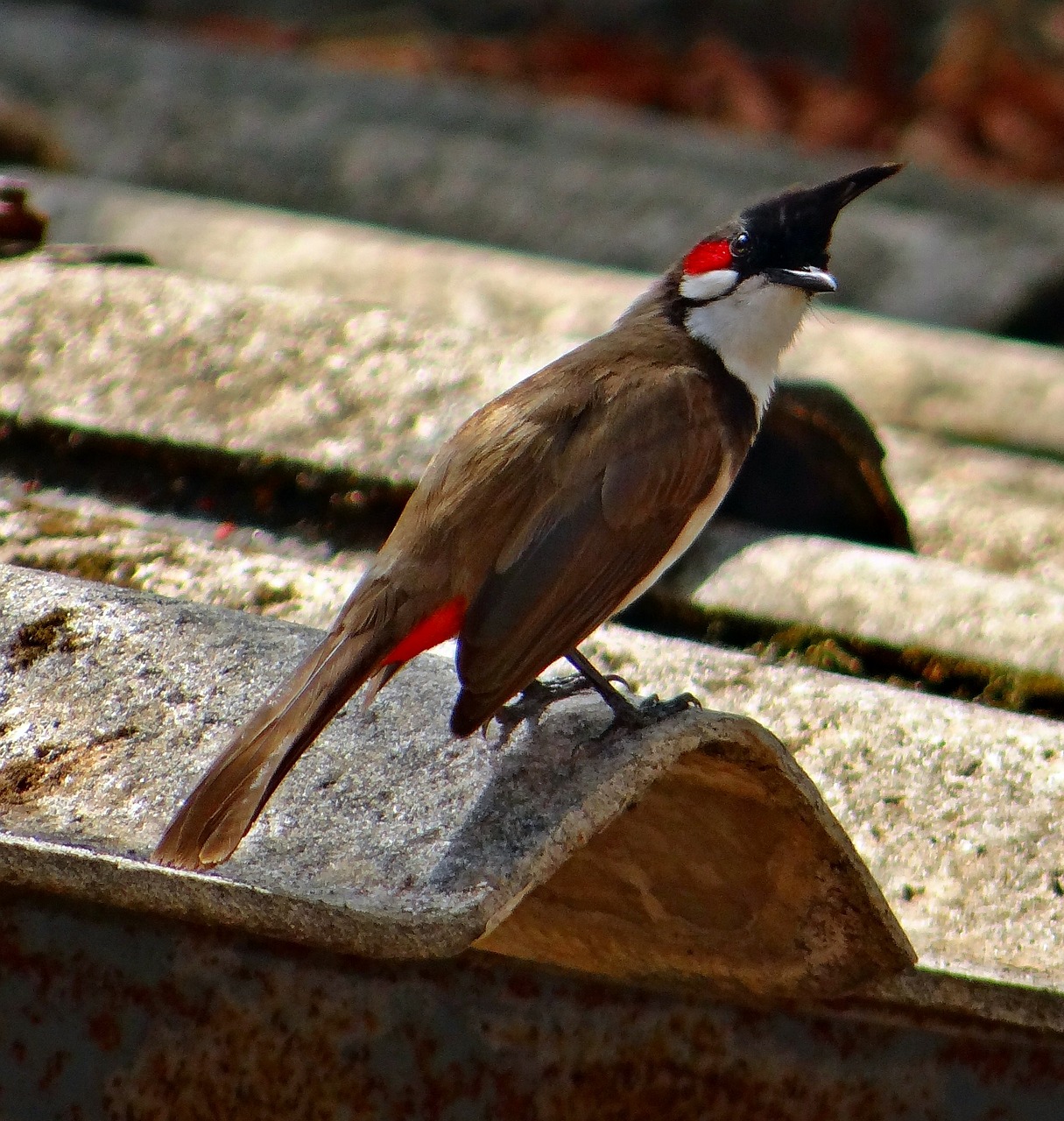 red whiskered bulbul free photo