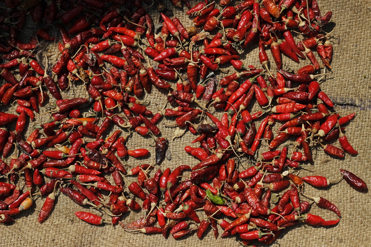 red chilli spices free photo