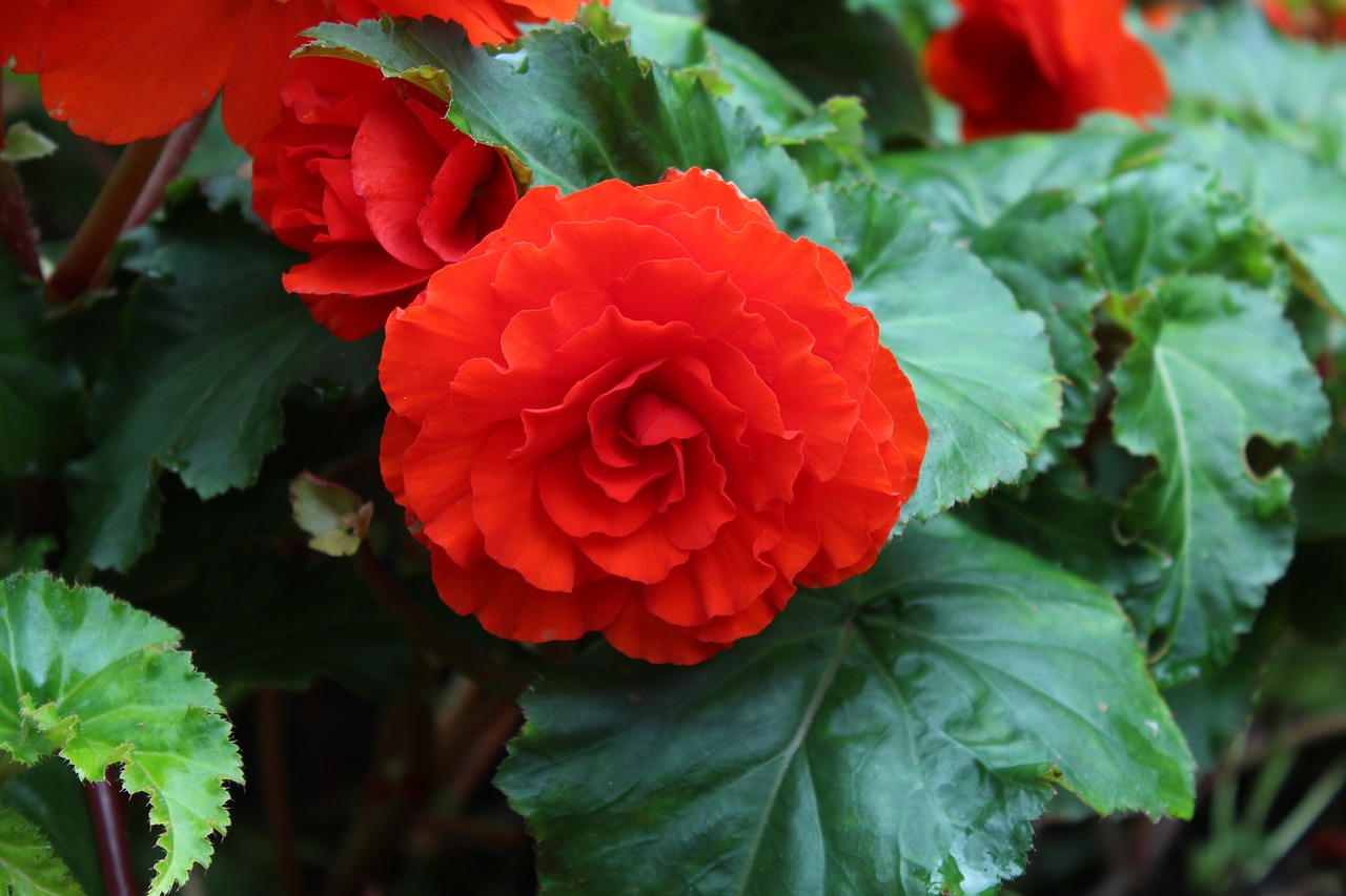 red flower in focus free photo