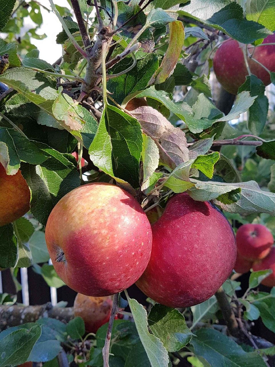 red apple autumn free photo