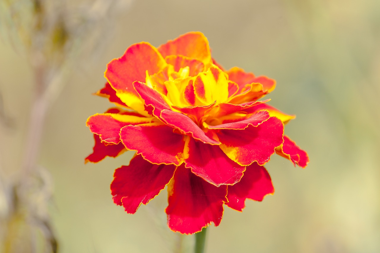 marigold red flower macro free photo