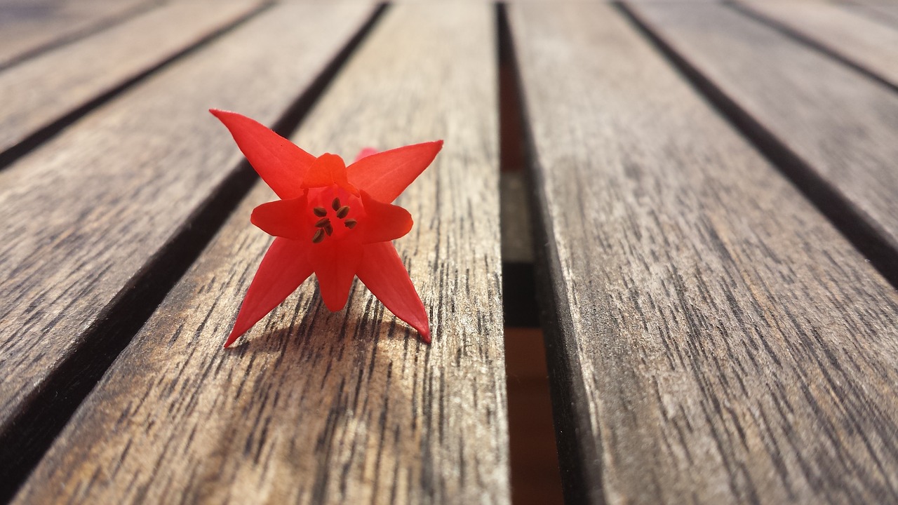 red orange flower free photo