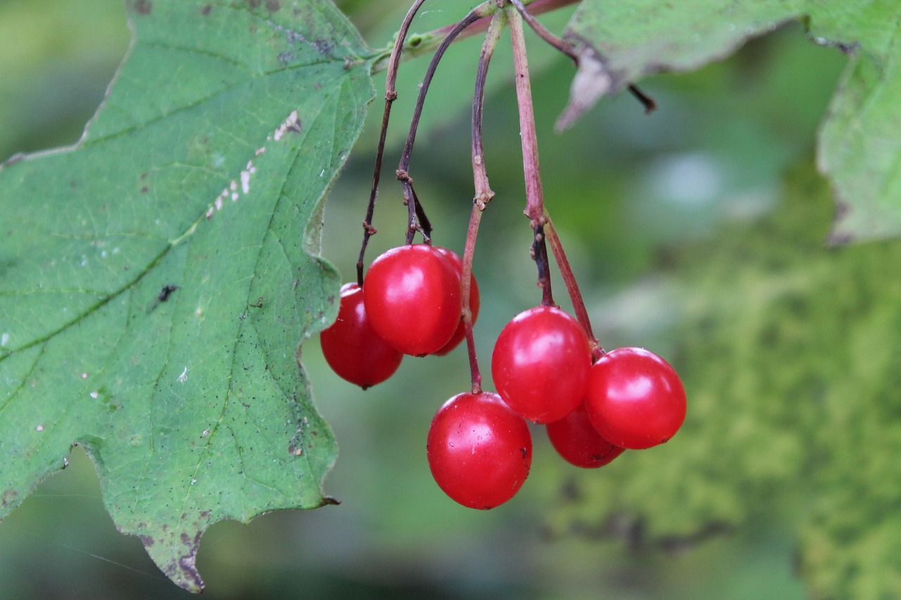 red fruit bush free photo