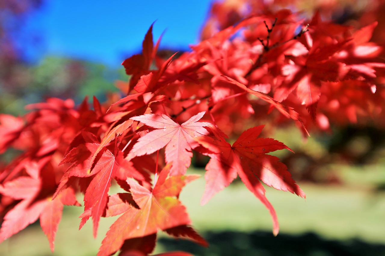 red leaves autumn free photo