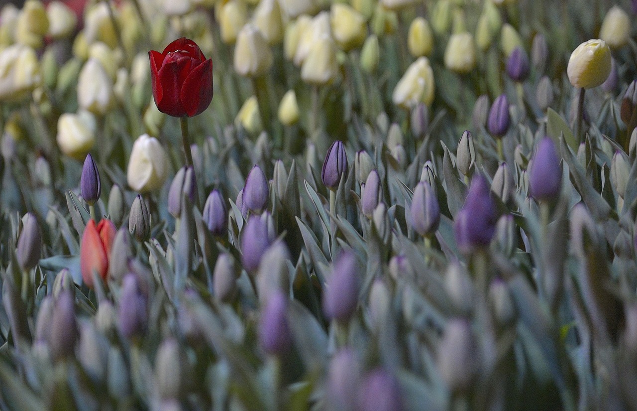 red tulips single free photo