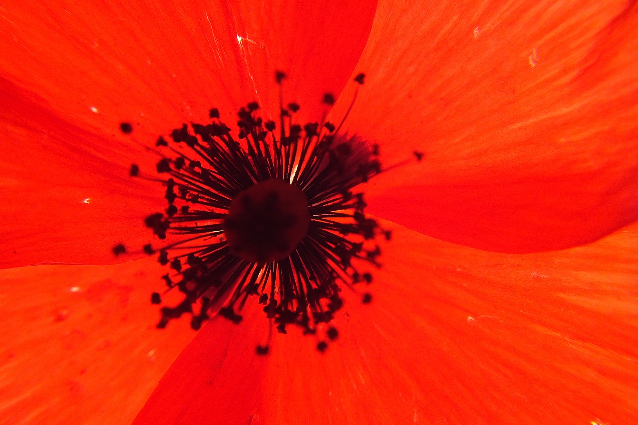 red flower papaver rhoeas free photo