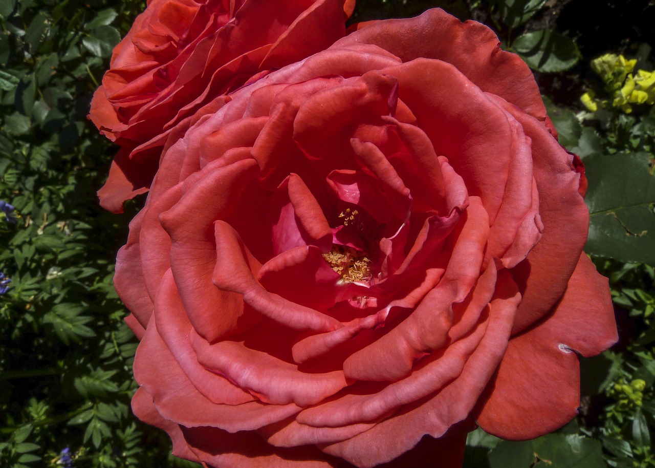 red rose flower free photo