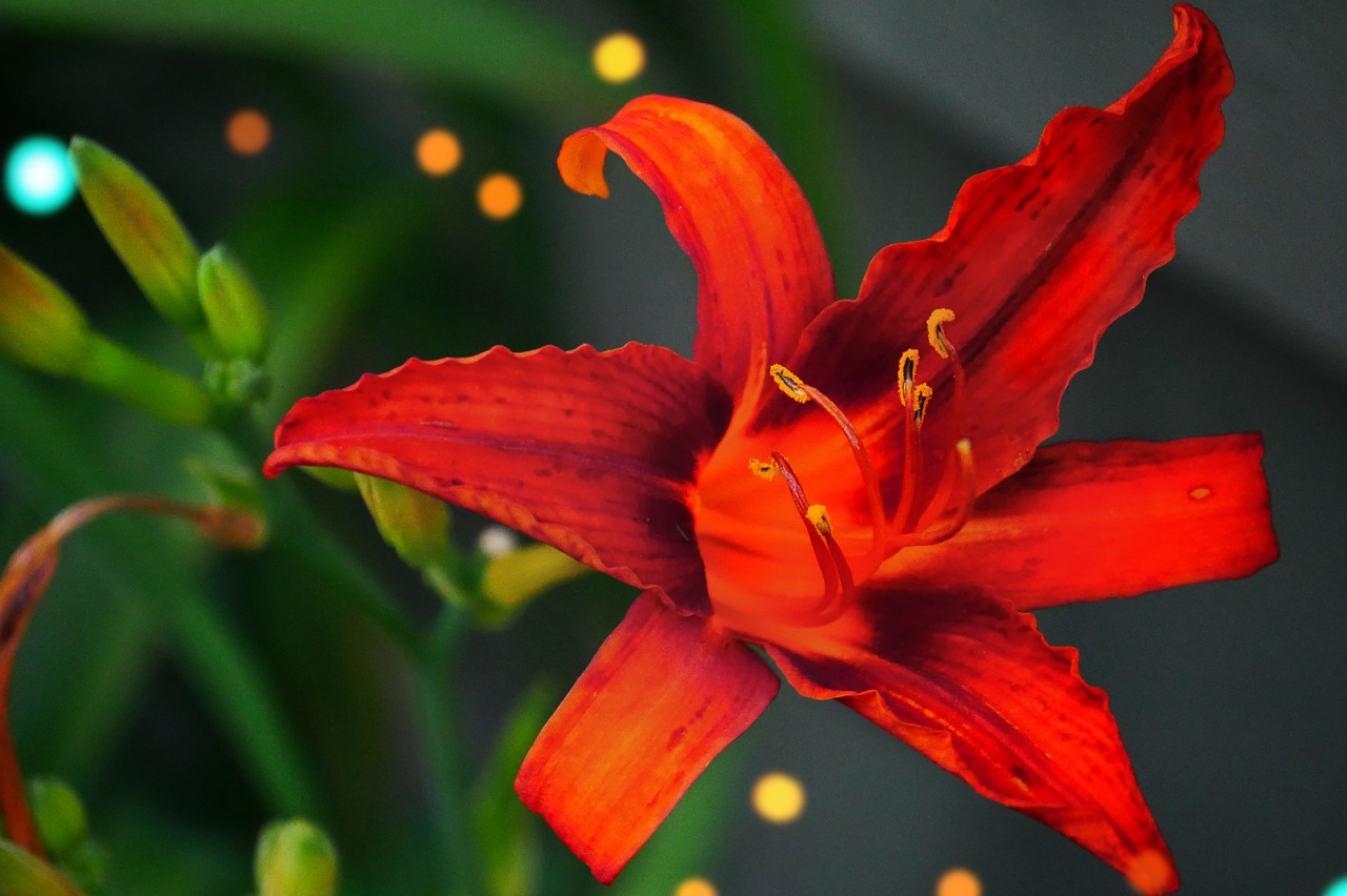 red lily flower free photo