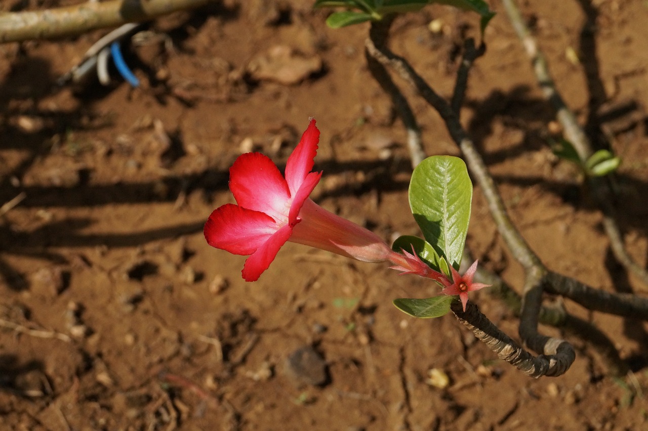 red flower awesome free photo