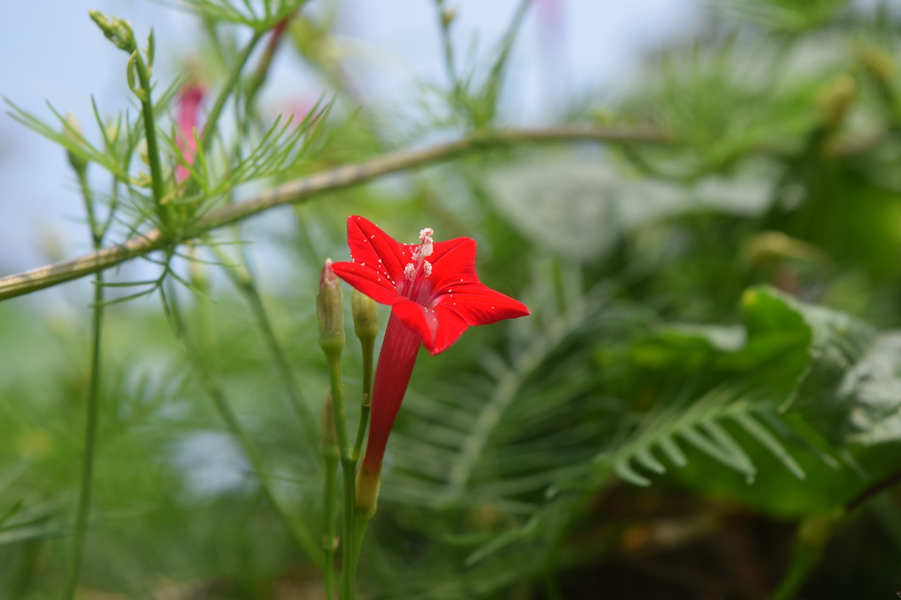red green flower free photo