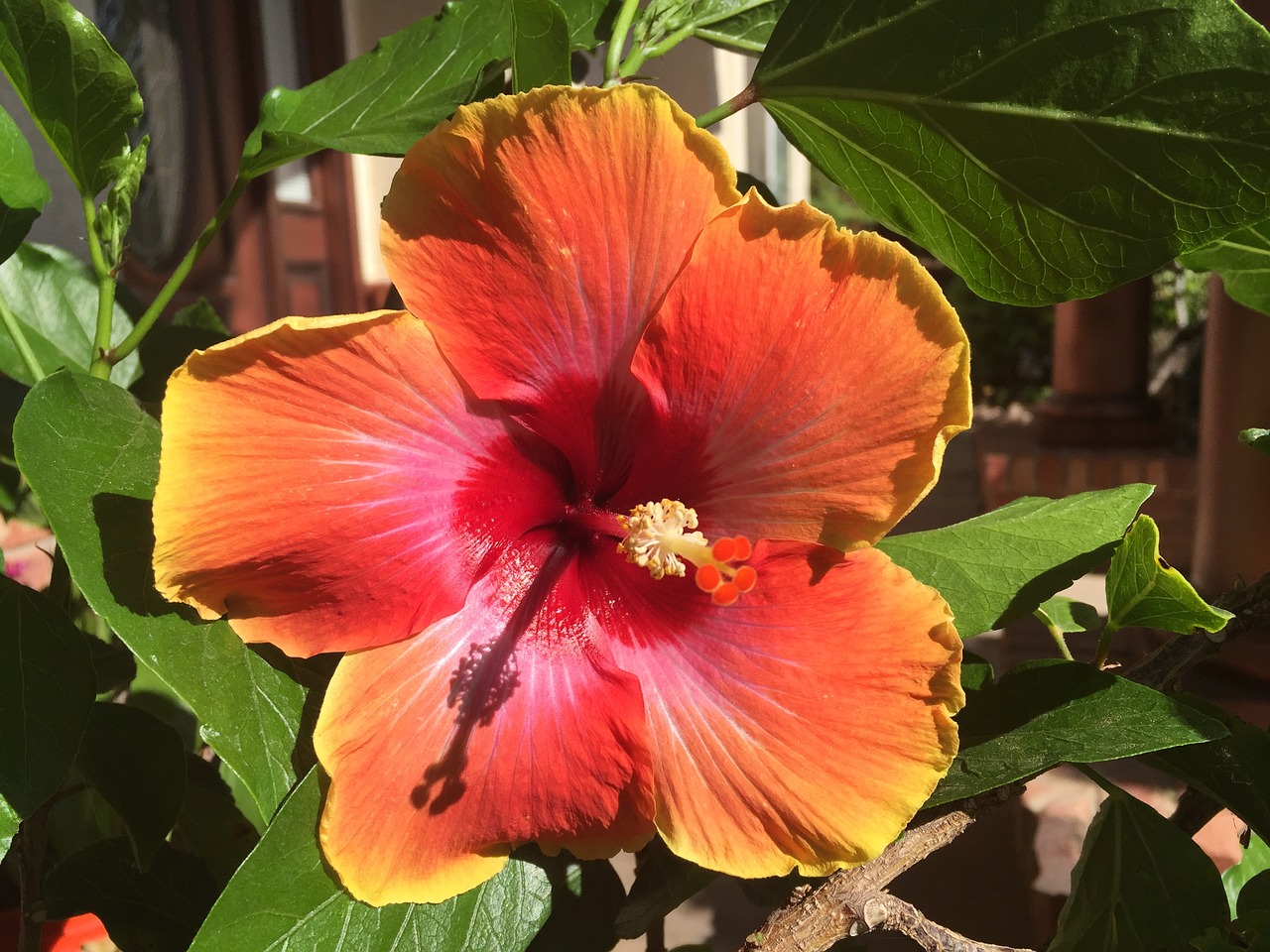 red hibiscus flower free photo