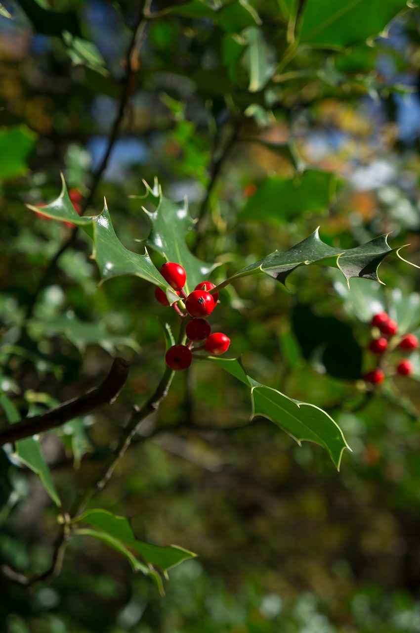 red forest nature free photo