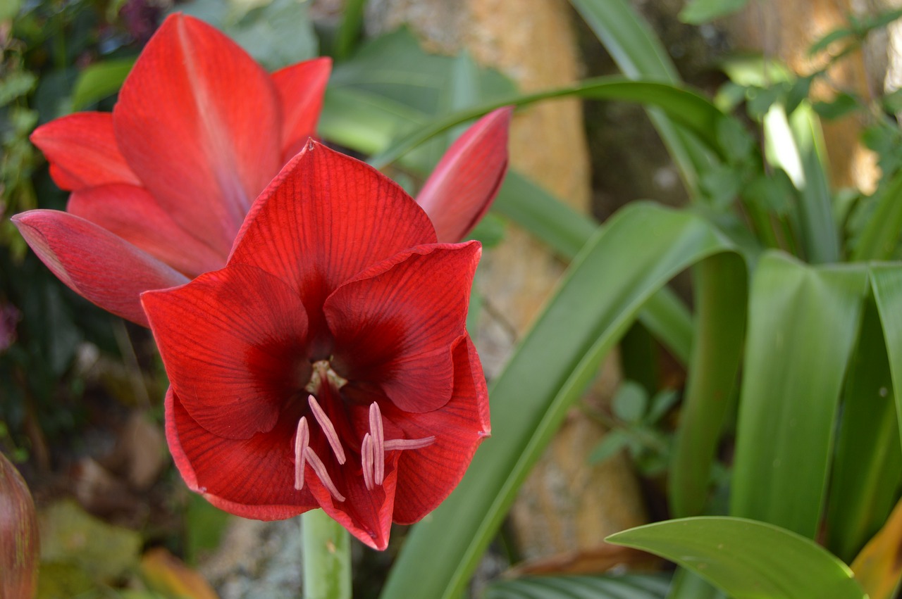 red flower flowers free photo