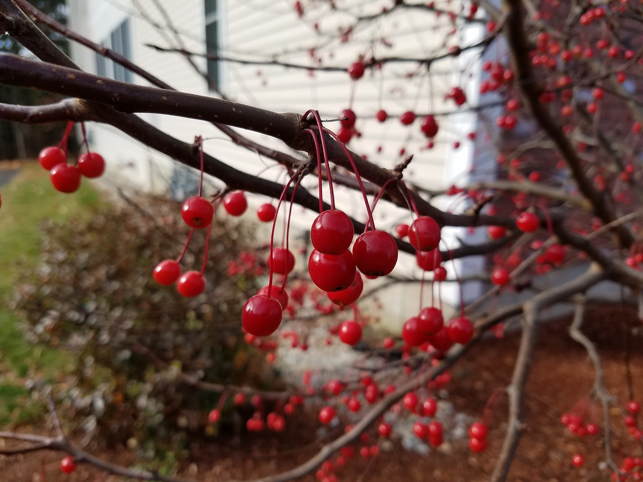 red winter berries free photo