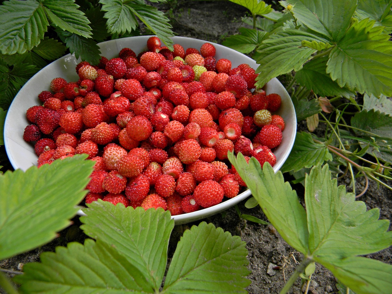 red fragaria vesca fruit free photo