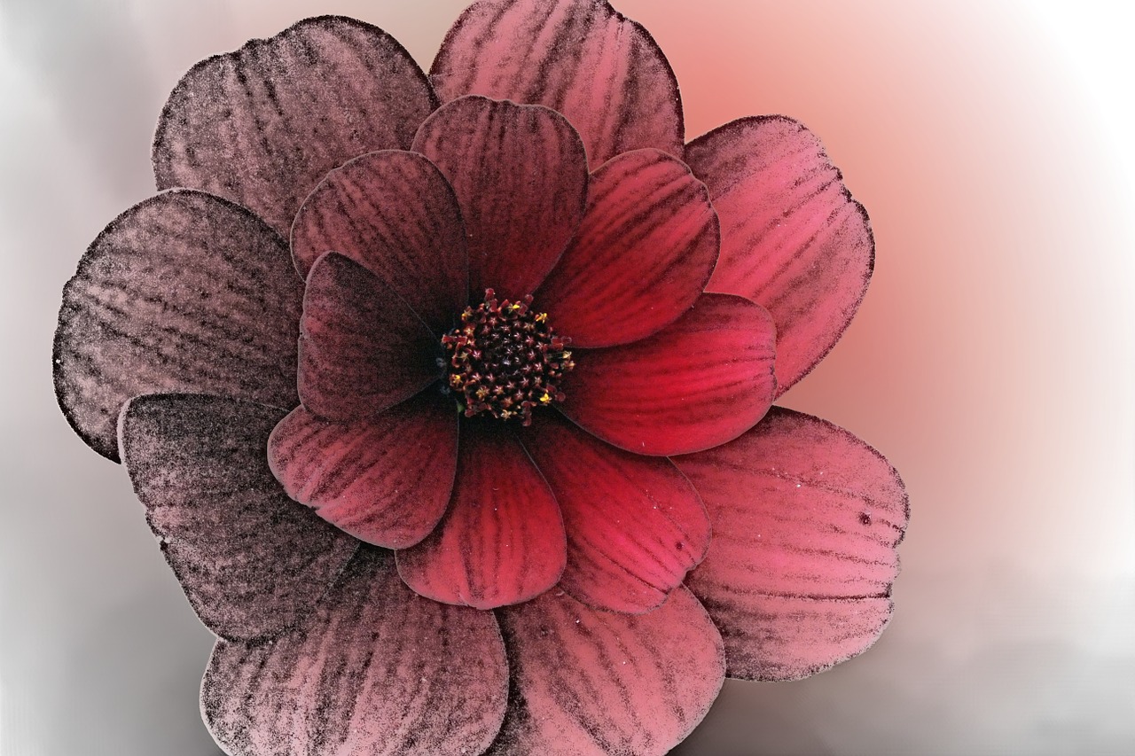 red flower digital art free photo