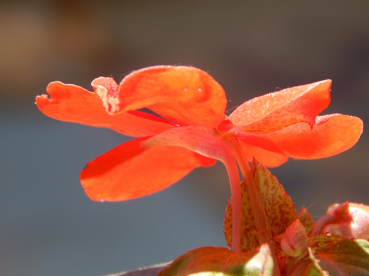 red flower flora free photo