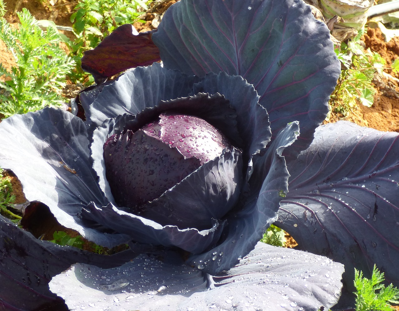 red cabbage food free photo