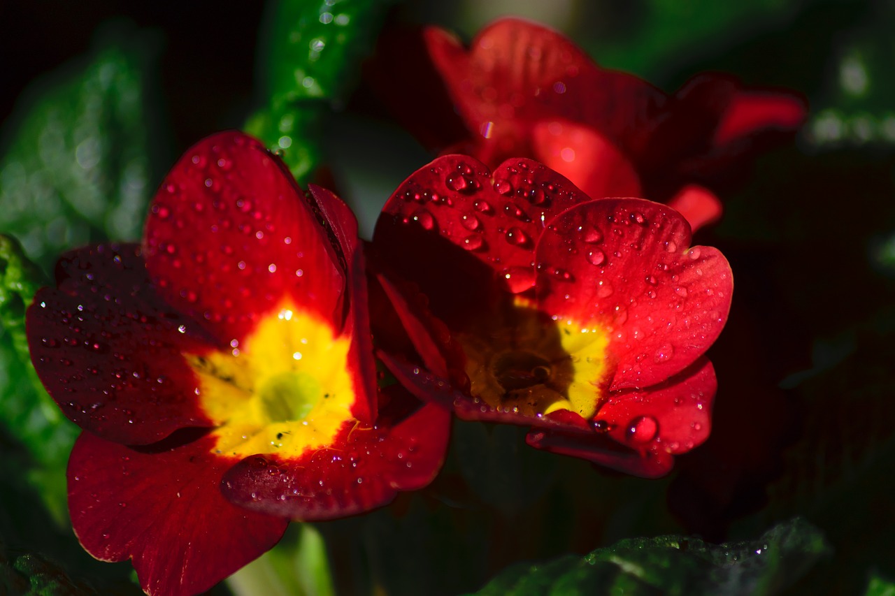 red vivid flower free photo