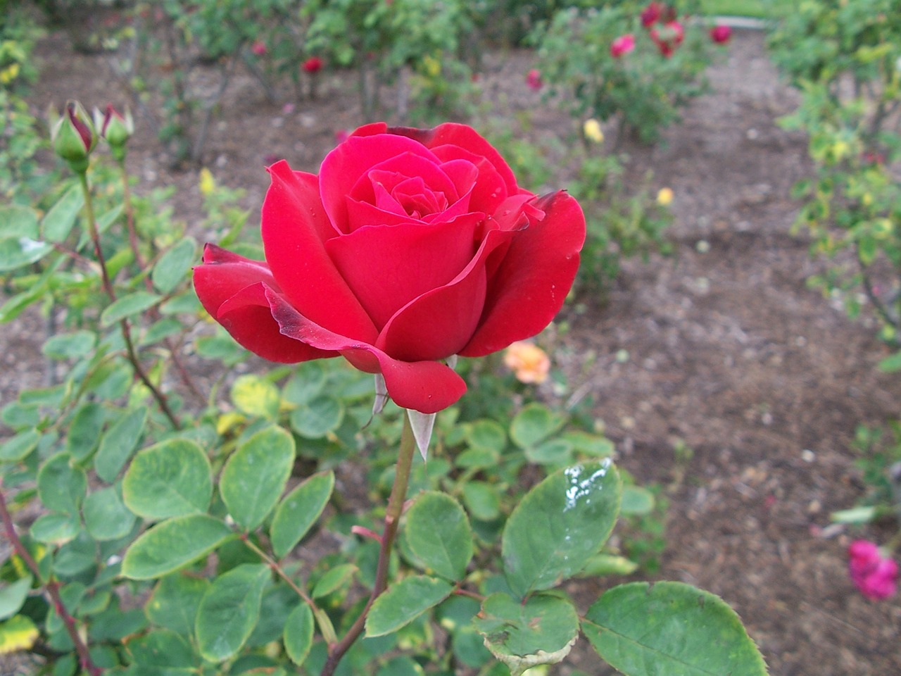 red rose garden free photo