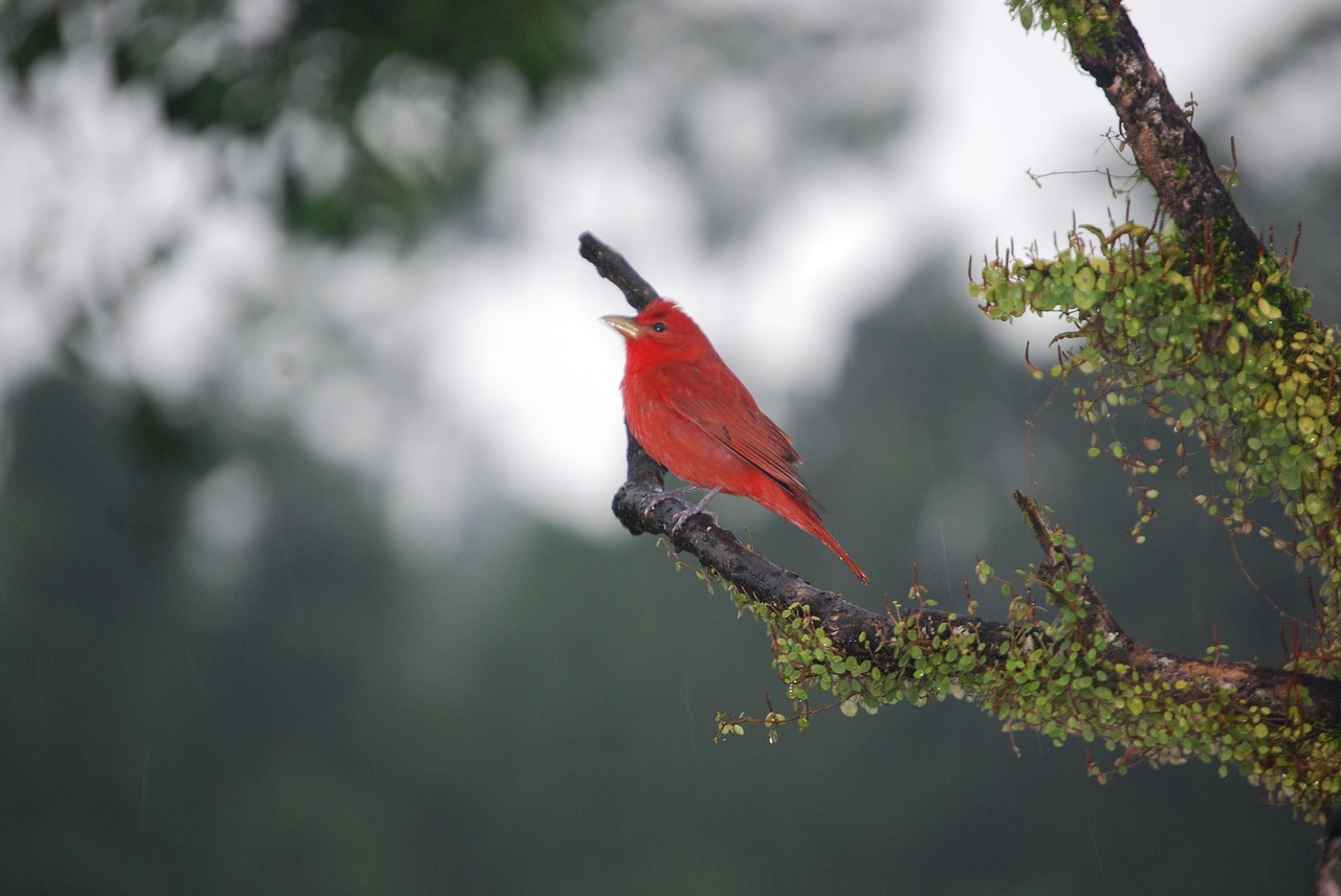 red bird nature free photo