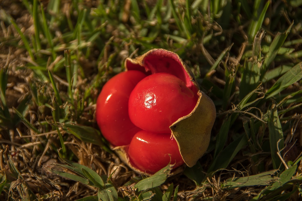 red fruit berries free photo