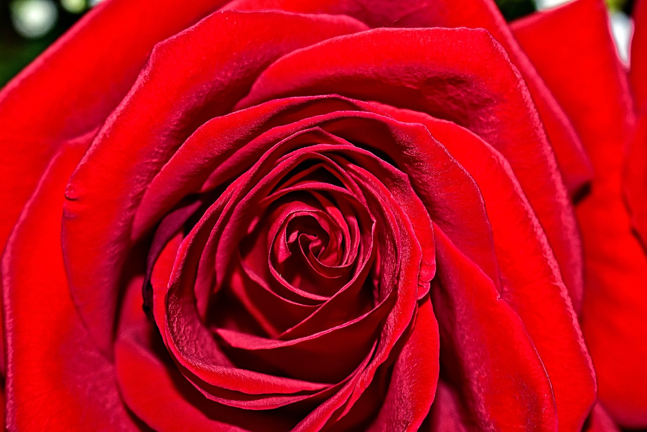 red rose flower free photo