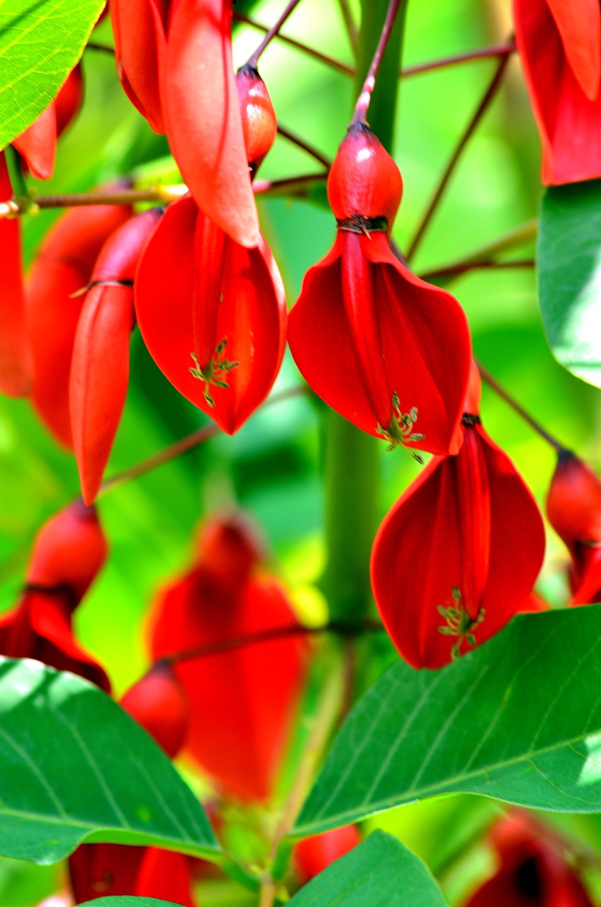 red leaves green free photo