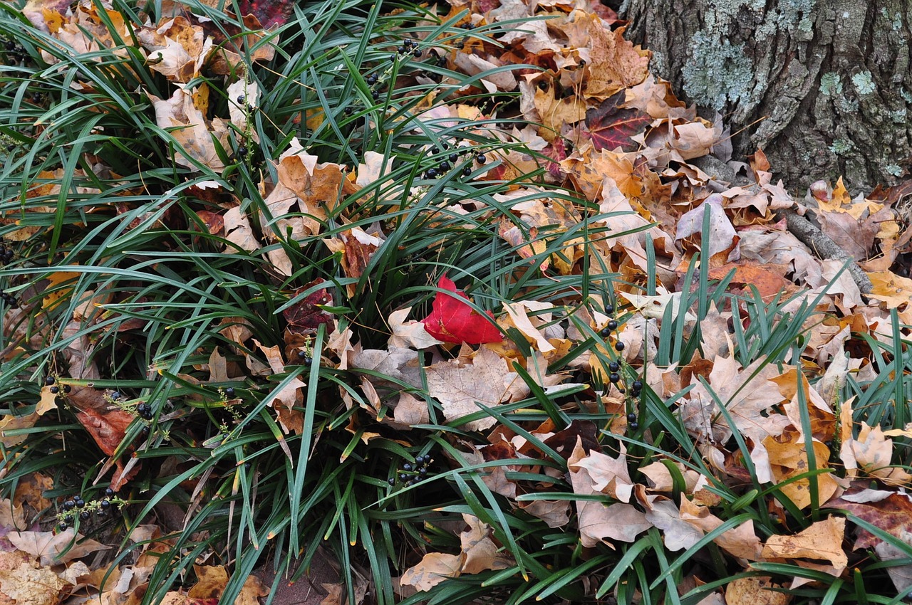 red leaf leaves free photo