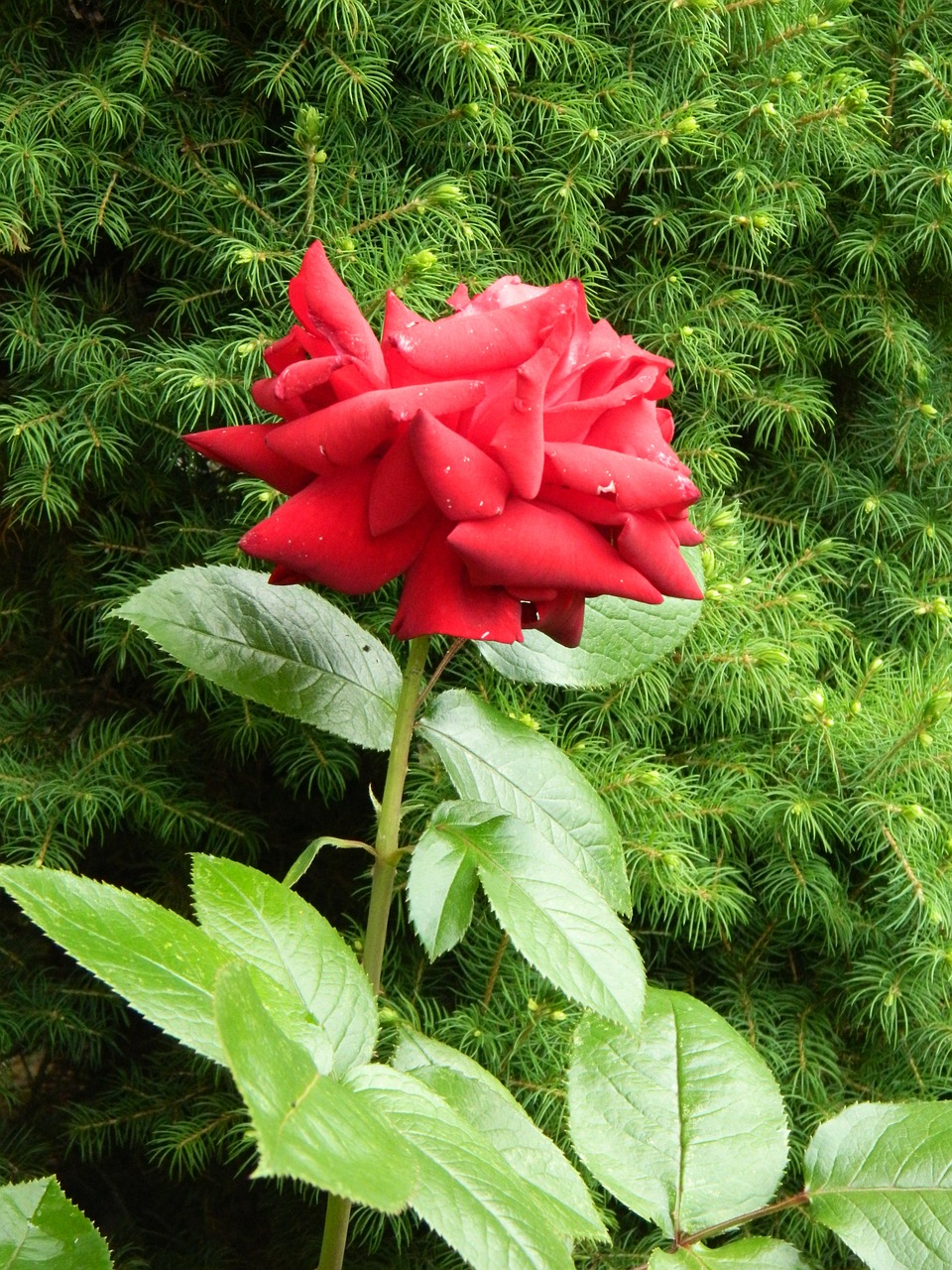 red garden plant rose free photo