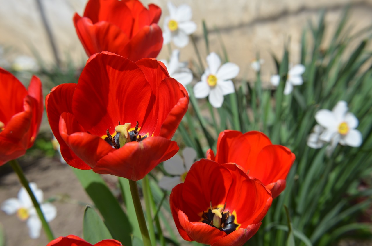 red tulip spring free photo