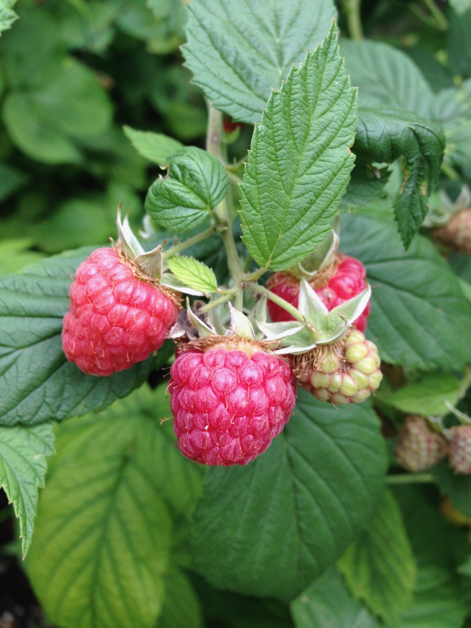 red green raspberry free photo