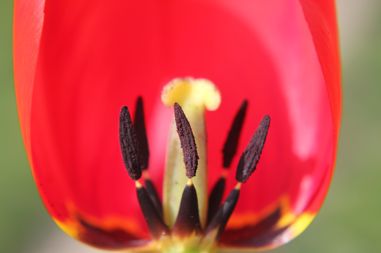 red tulip light free photo