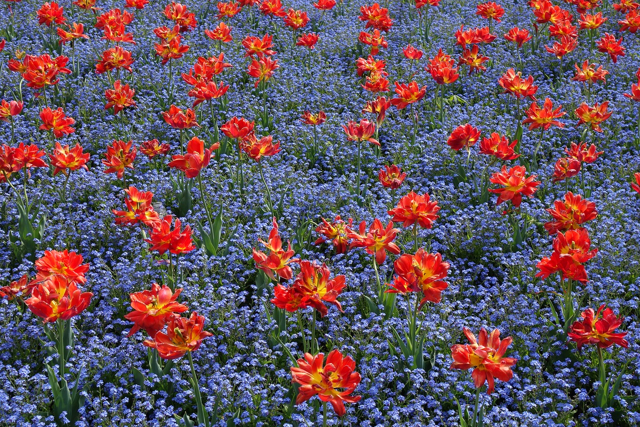 red yellow tulips free photo