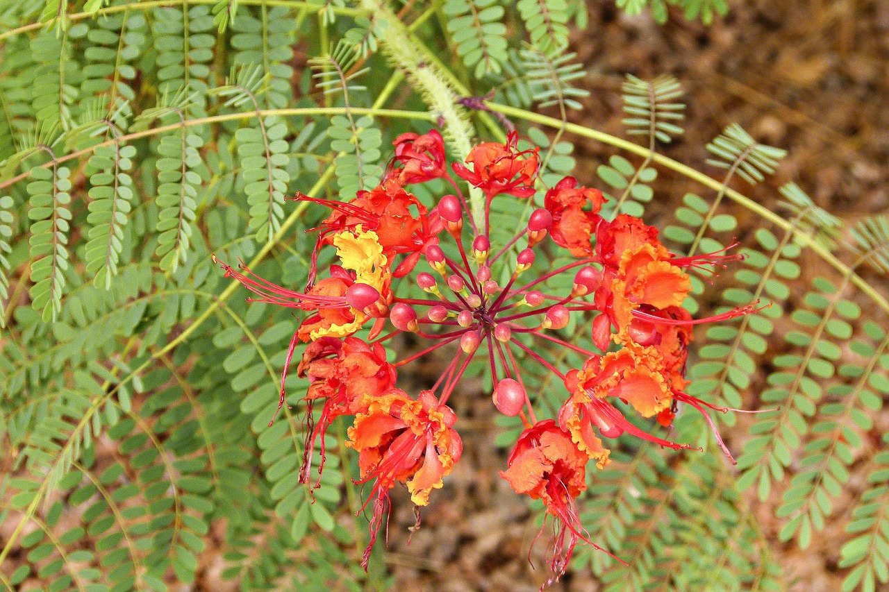 red flower fern free photo