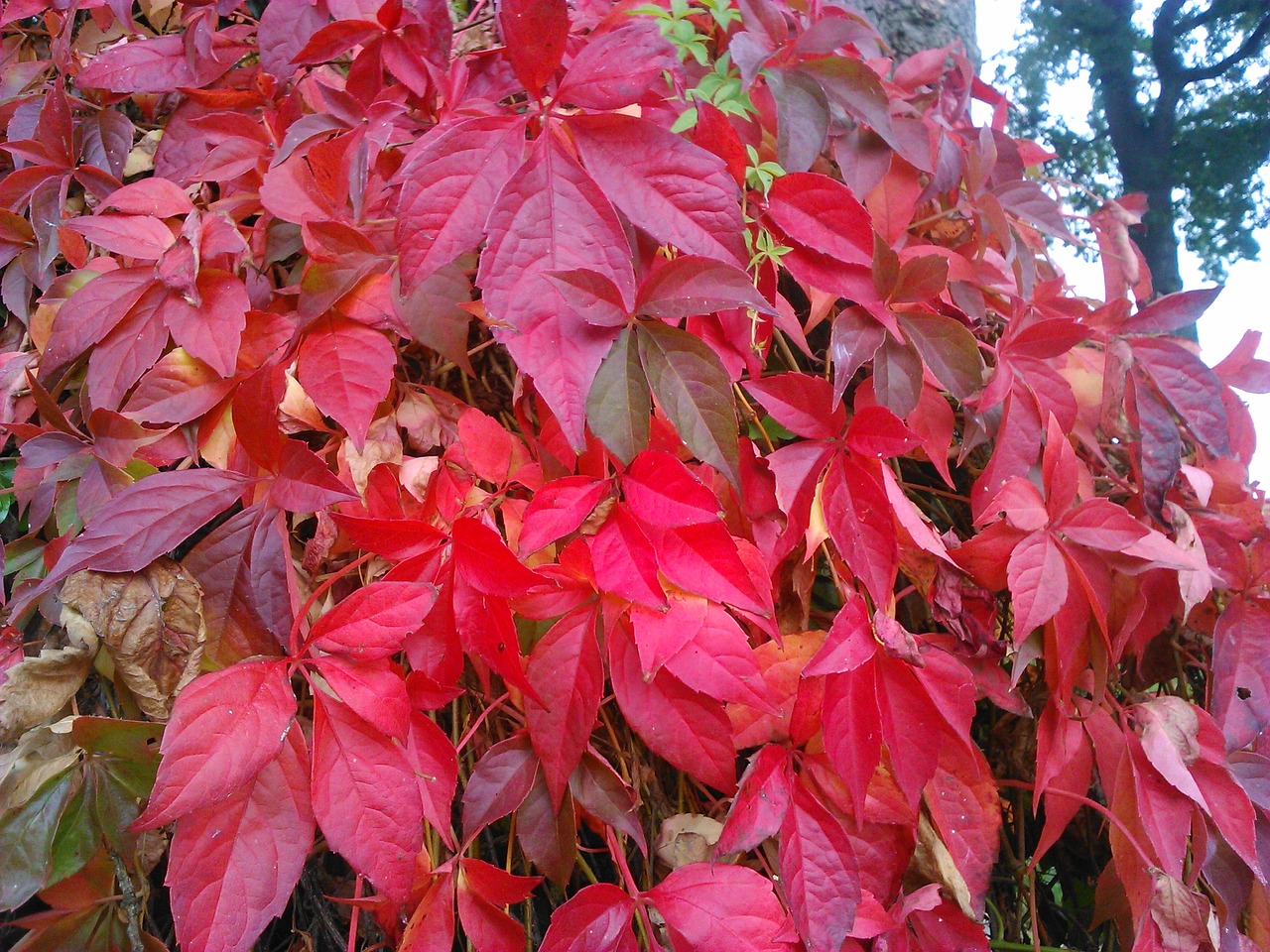 red leaves red leaf free photo