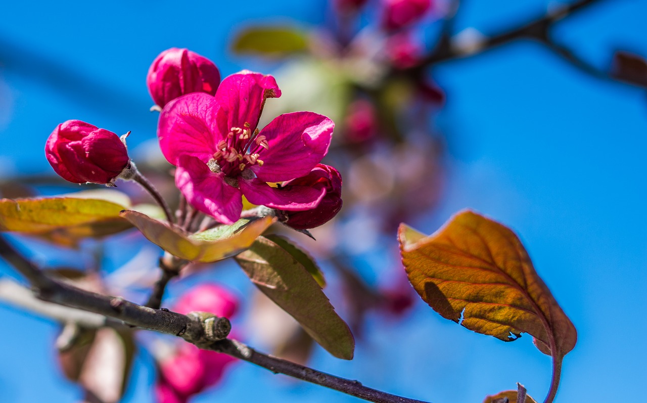 red pink blue free photo