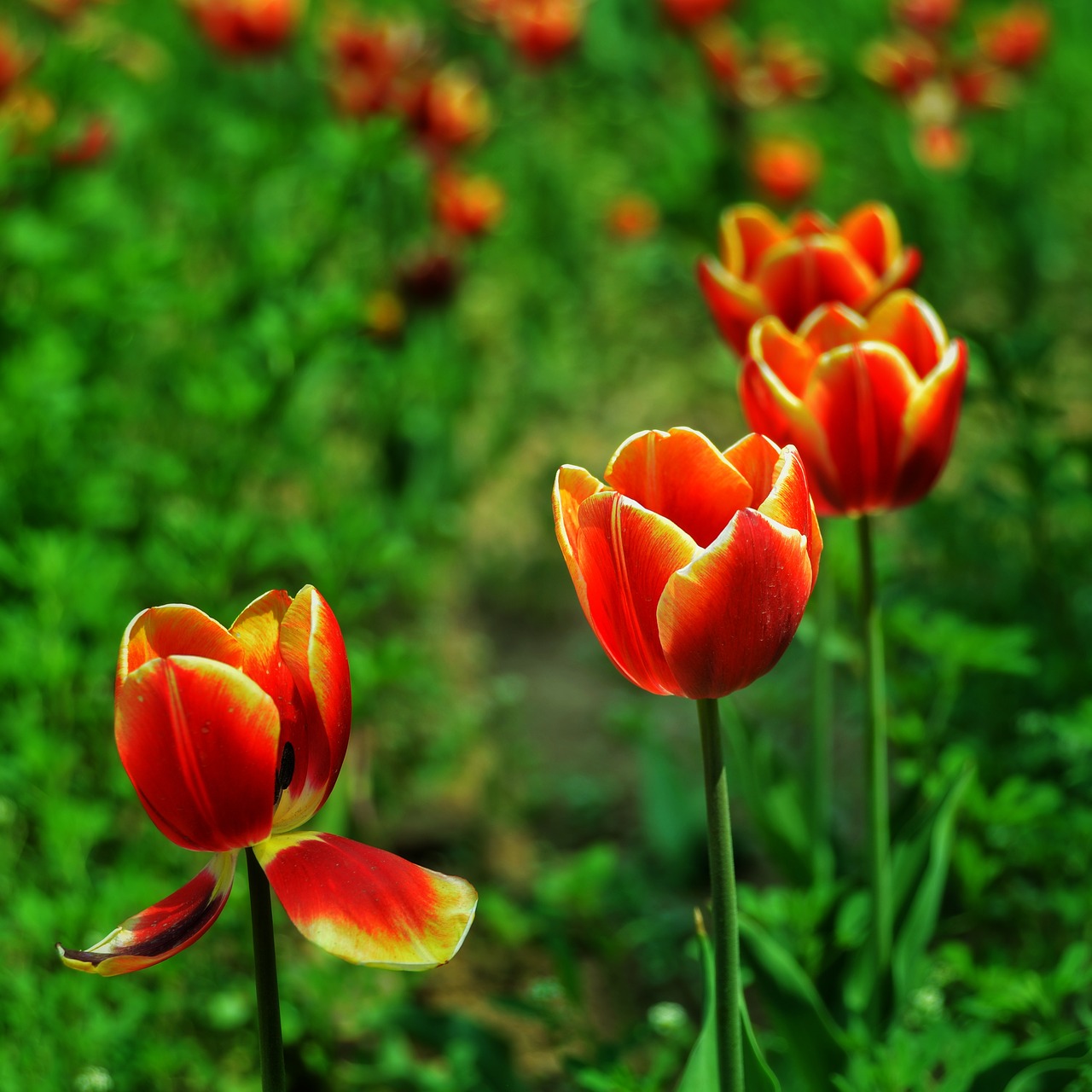 red tulip discourse free photo