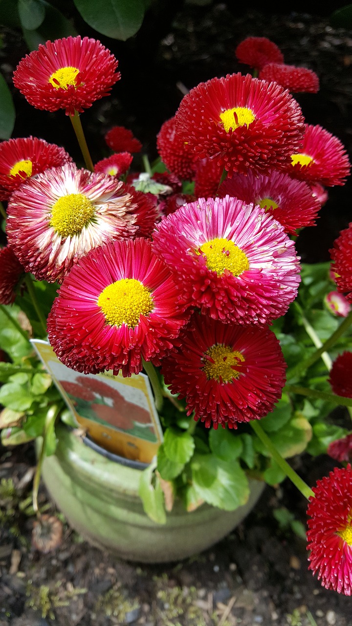 red flower plant free photo