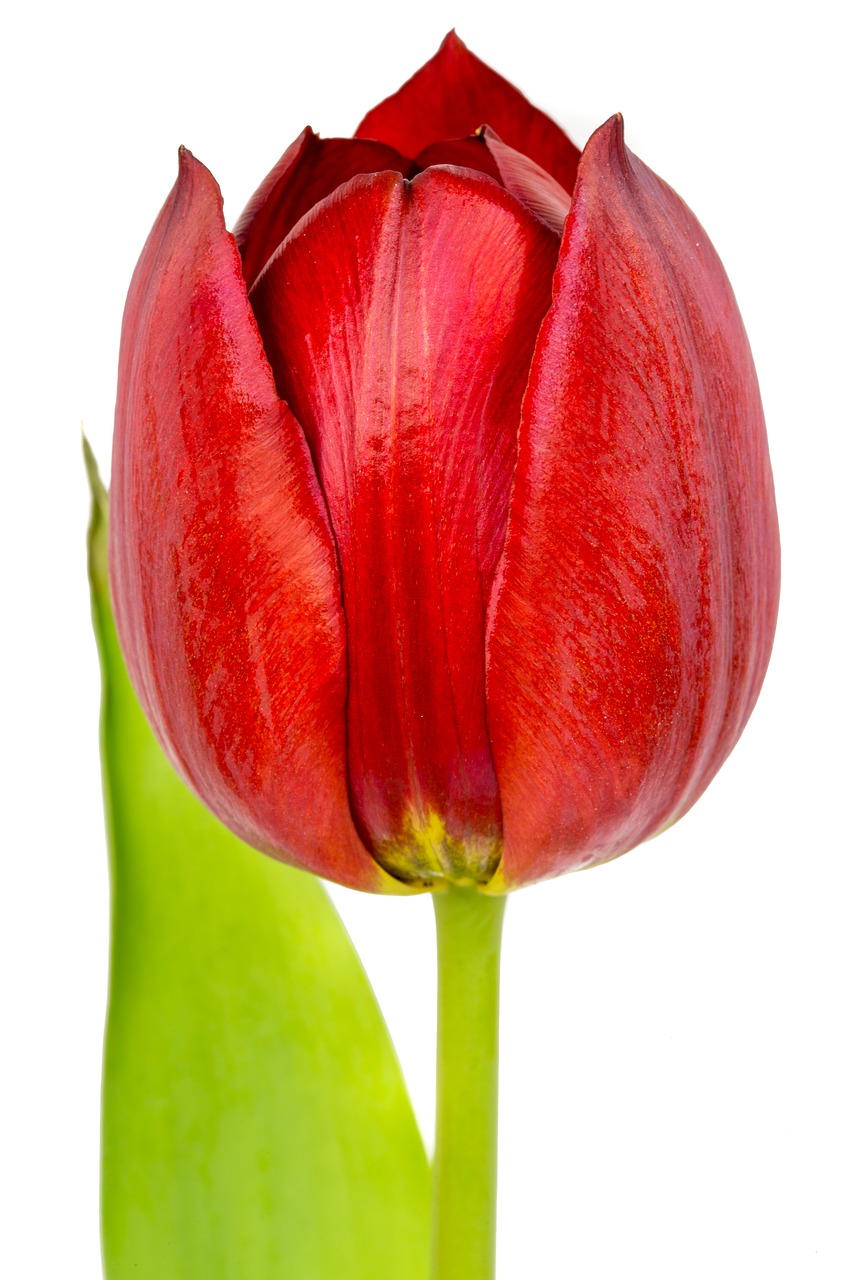 red tulip red tulip free photo