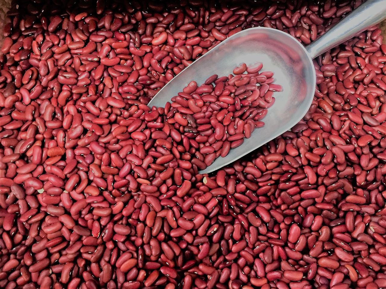 red kidney bean free photo