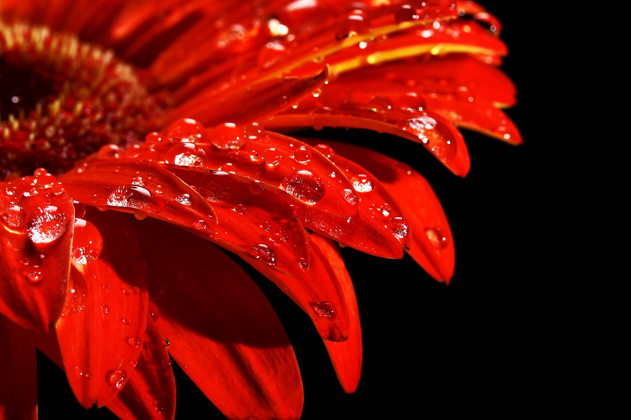 red flower drop free photo