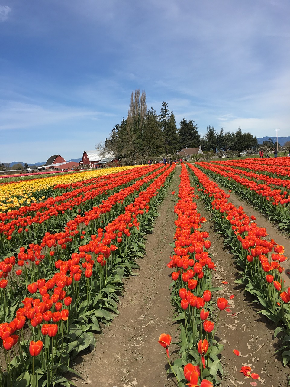 red yellow tulips free photo
