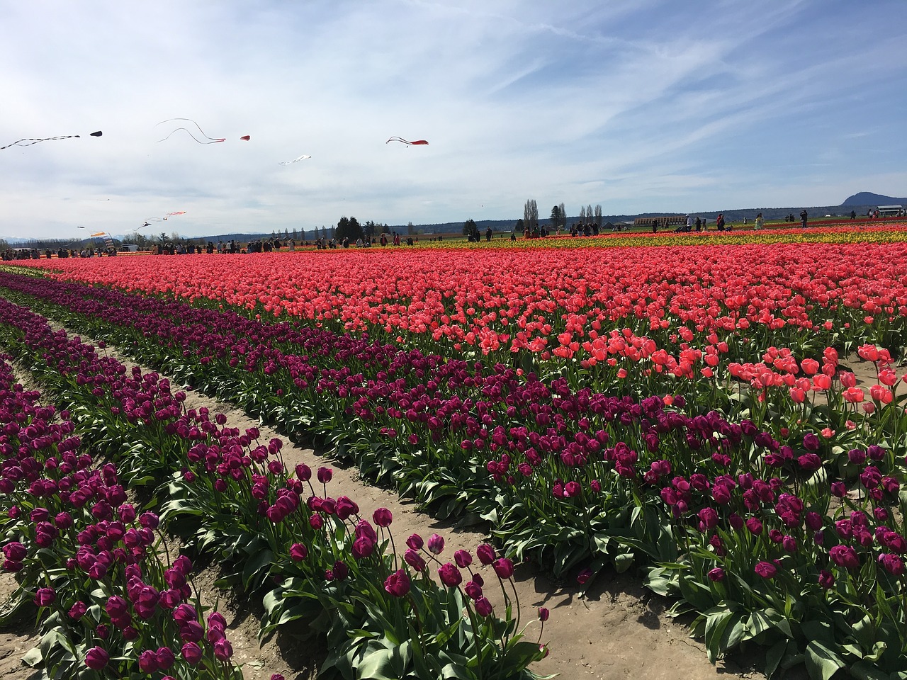 red tulips tulip town free photo