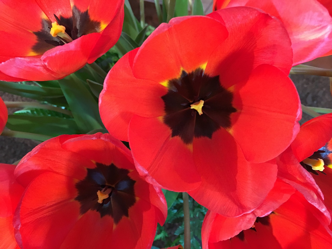 red tulips tulip town free photo